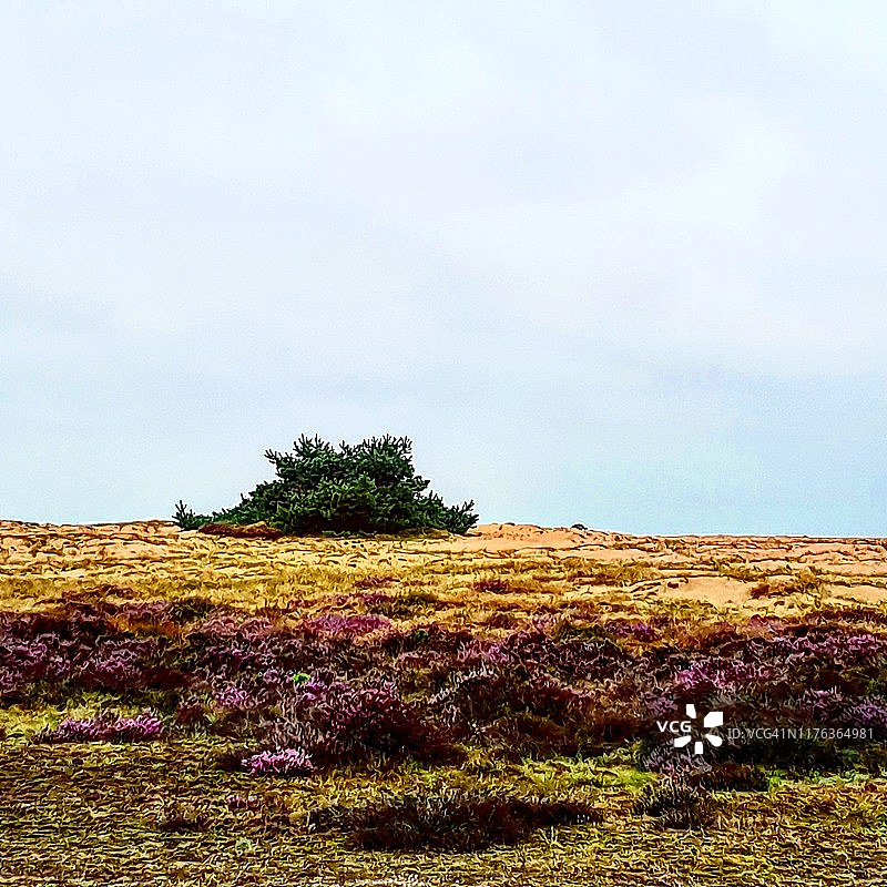 帚石楠图片素材