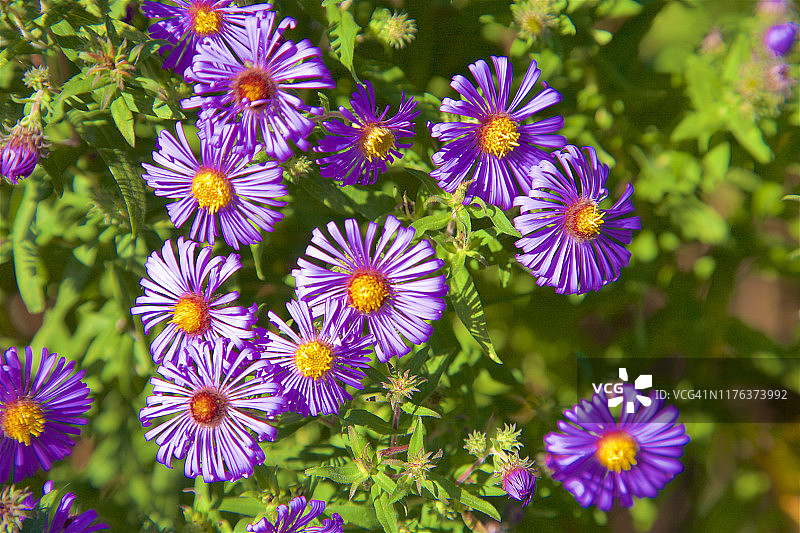 紫色新英格兰紫菀图片素材