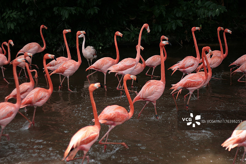 新加坡的粉红火烈鸟群图片素材