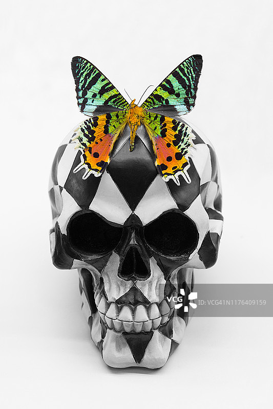 带彩色蝴蝶的骷髅图片素材