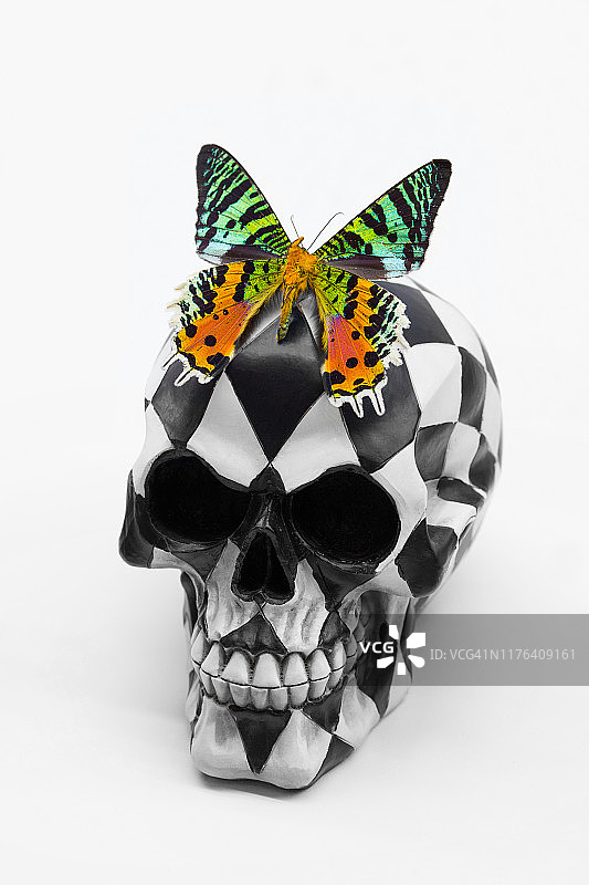 带有蝴蝶的万圣节骷髅图片素材