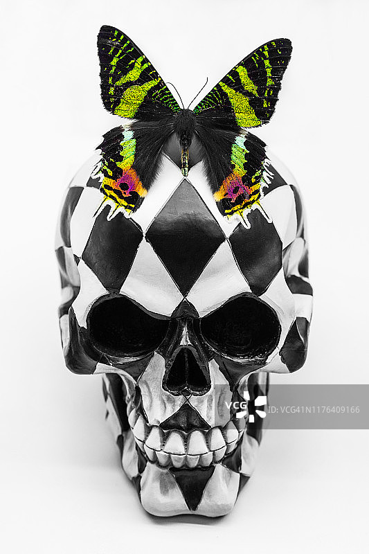 蝴蝶头骨图片素材