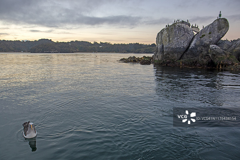 半月湾的白帽信天翁图片素材