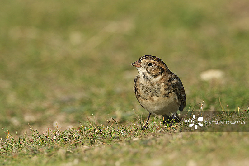 罕见的 Lapland Bunting，Calcarius lapponicus 在悬崖边觅食种子图片素材