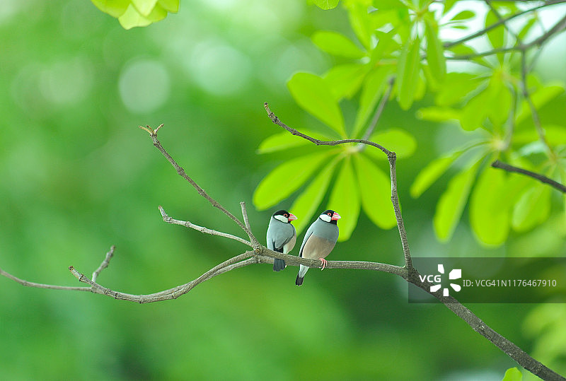 文鸟：泰国美丽的小鸟图片素材
