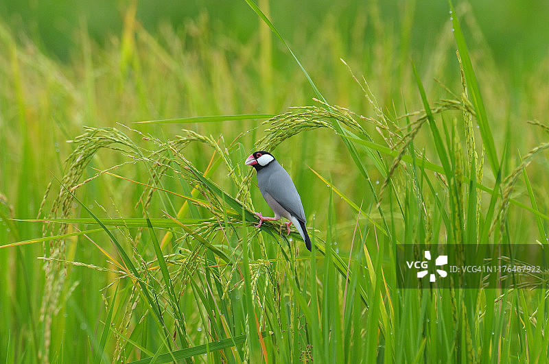 文鸟：泰国美丽的小鸟图片素材