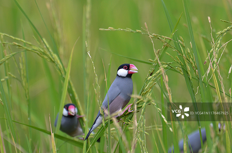 文鸟：泰国美丽的小鸟图片素材