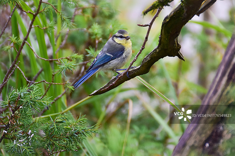 森林中的野生动植物：栖息在树枝上的小蓝山雀图片素材