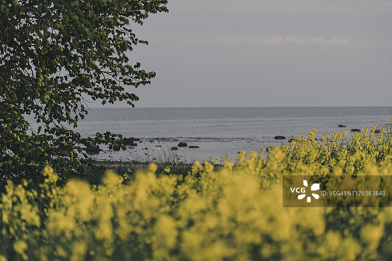 海边的盛开的油菜花图片素材