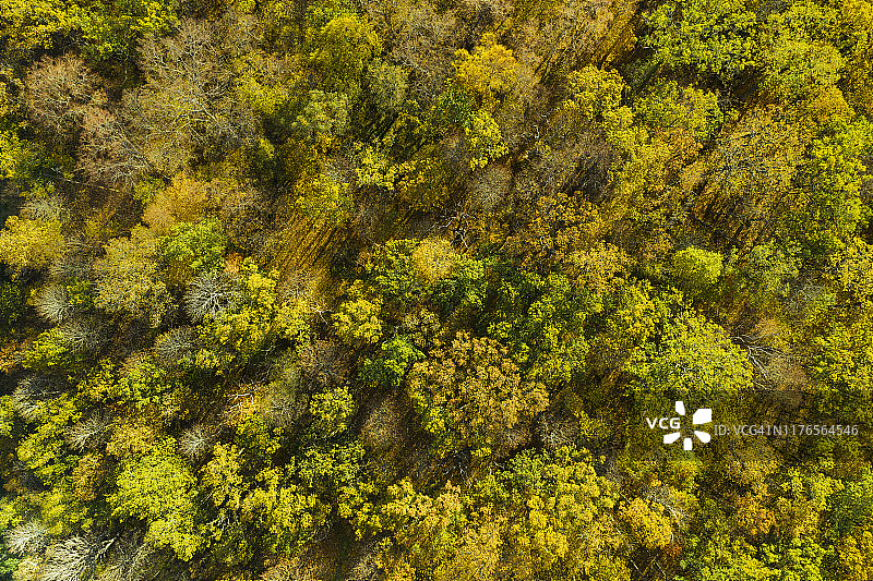 秋日森林鸟瞰图图片素材