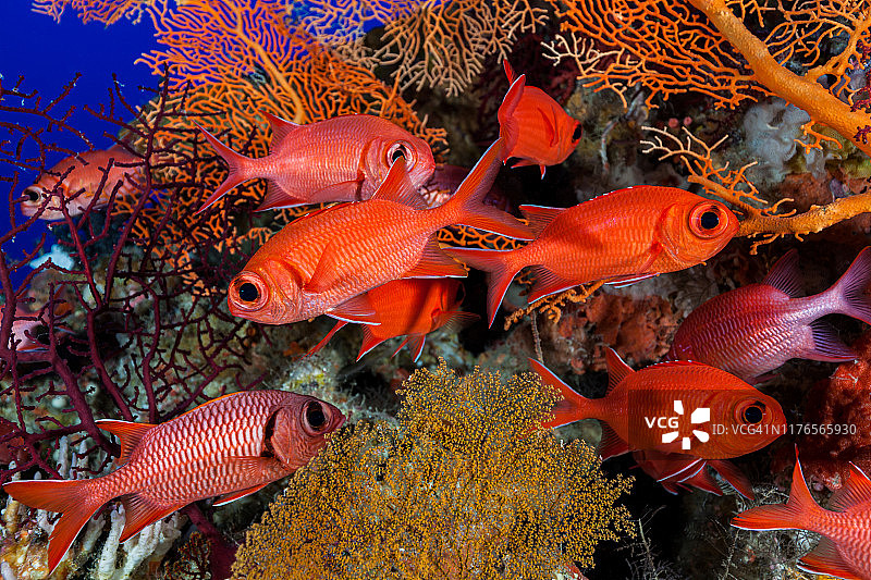 棘鳞鱼和金鳞鱼在帕劳密克罗尼西亚深海柳珊瑚上聚集图片素材