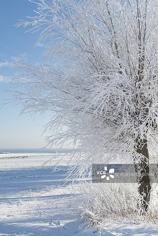 冬季树木图片素材