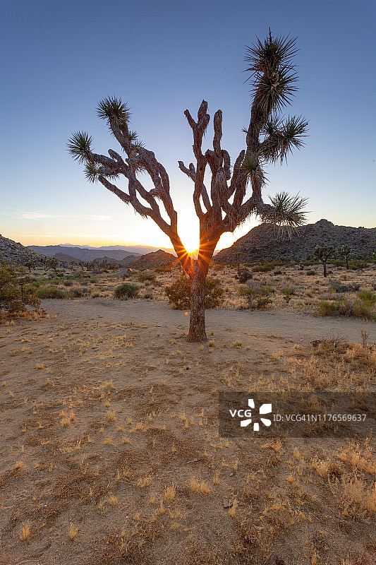 约书亚树国家公园的夕阳与乔舒亚树图片素材