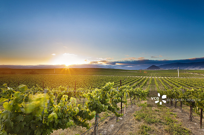 加利福尼亚葡萄园的日落，远山为背景图片素材
