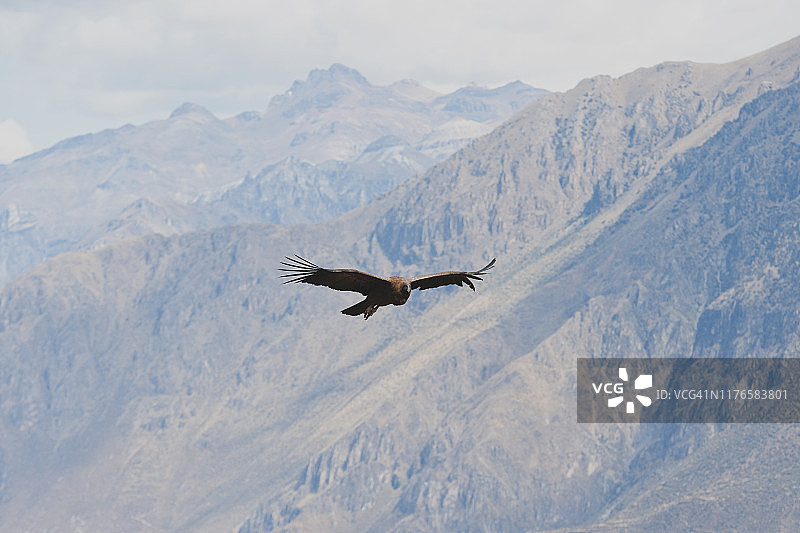科尔卡峡谷的秃鹰图片素材