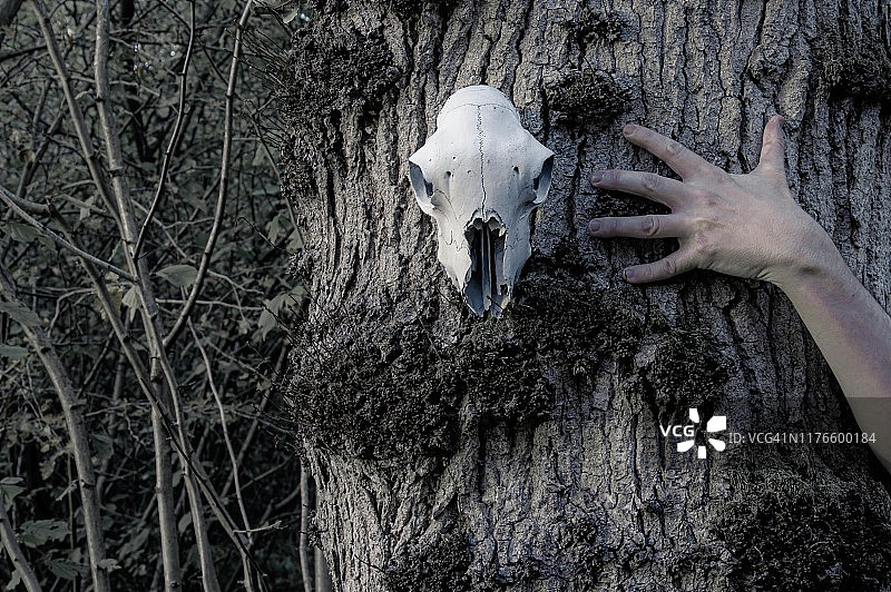 恐怖万圣节概念。悬挂在树上的绵羊头骨，一只手伸出来。图片素材