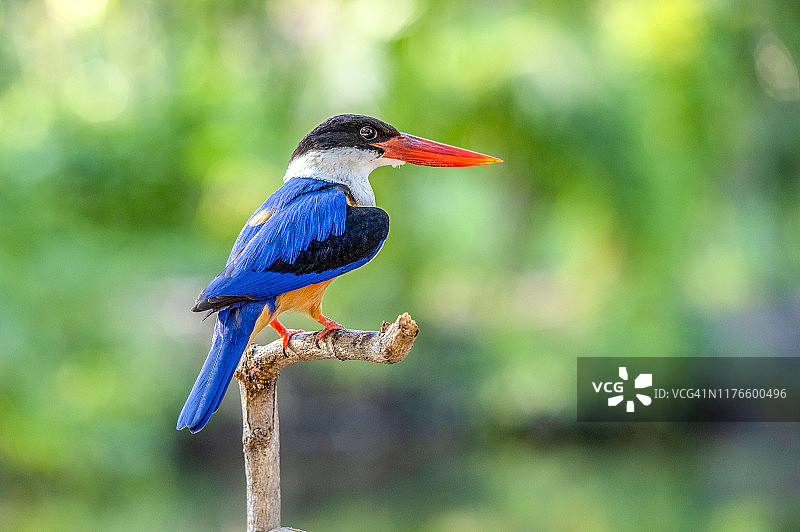 泰国黑顶翠鸟图片素材