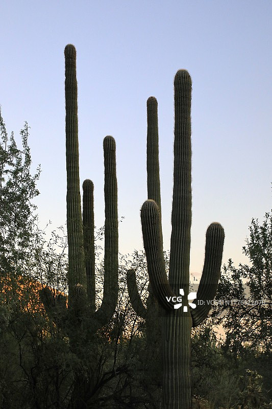 巨人柱仙人掌轮廓图片素材