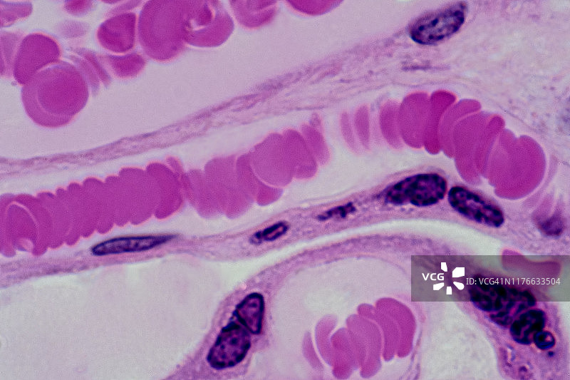 胎盘中的毛细血管和红细胞，人体250倍图片素材