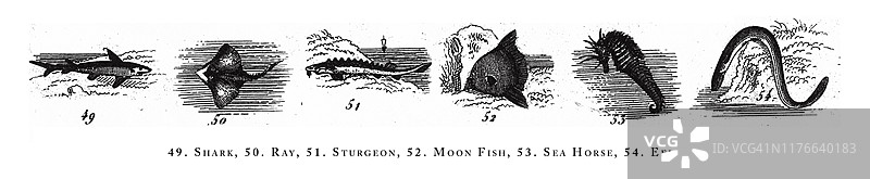 鲨鱼、鳐鱼、鲟鱼、翻车鱼、海马、鳗鱼动物物种分类古董插画（1851年）图片素材