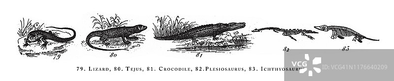 动物物种分类古董插图：蜥蜴、鳄鱼等（1851年出版）图片素材