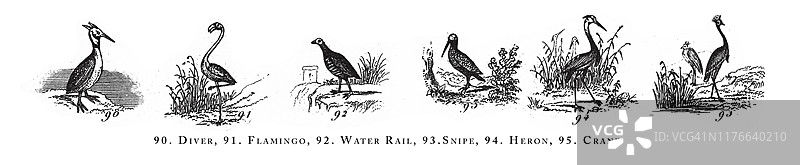 潜水者，火烈鸟，秧鸡，鹬，苍鹭，鹤，动物物种分类雕刻古董插图，出版于1851年图片素材