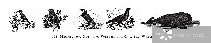 喜鹊、猫头鹰、秃鹫、风筝、鲸鱼、动物物种分类雕刻古董插图，出版于1851年图片素材