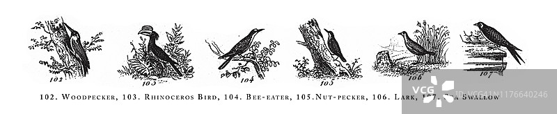 啄木鸟、犀鸟、蜂虎、食坚果鸟、云雀、燕鸥动物物种分类古董插画，1851年出版图片素材