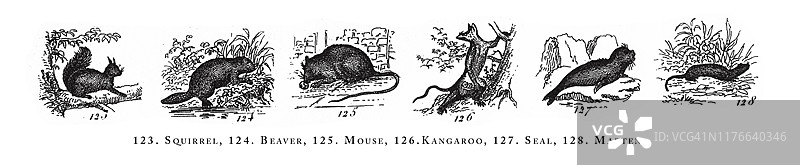 1851年松鼠、海狸、老鼠、袋鼠、海豹、貂动物物种分类复古插画图片素材