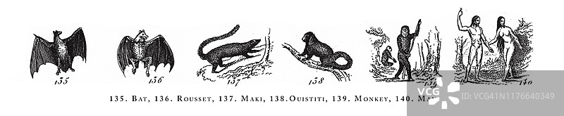 蝙蝠、狐蝠、卷尾猴、狨猴、猴人动物物种分类古董插画，1851年发布图片素材