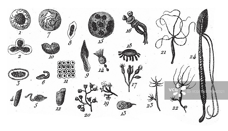 单子透镜虫、变形杆菌、囊泡袋虫，海绵动物门、腔肠动物门和软体动物门的代表，1851年出版的古董插图图片素材