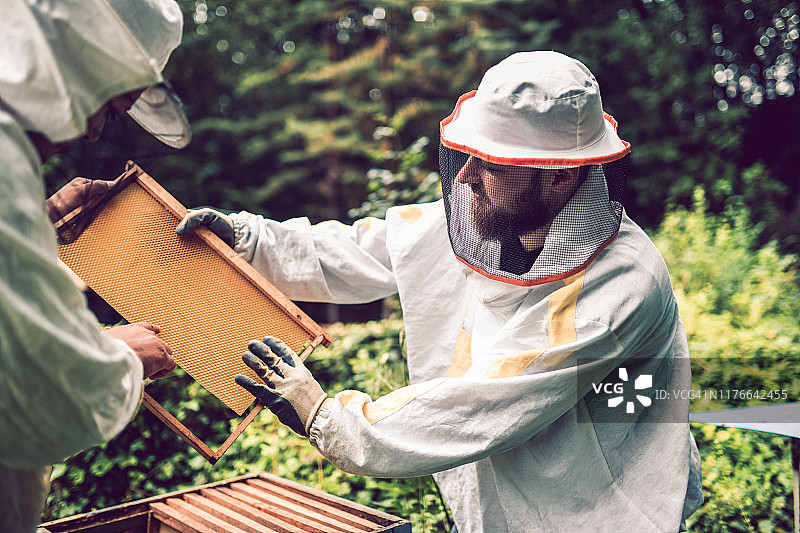 养蜂人工作场景图片素材