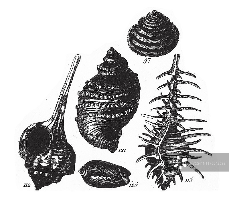 海螺、海绵、腔肠动物和软体动物，1851年古董插画图片素材