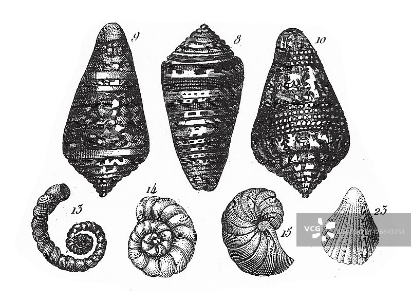 软体动物、棘皮动物、栉水母和节肢动物门类代表，1851年古董雕刻插图图片素材