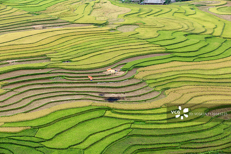 木 Cang Chai 雨季的绿色梯田稻田图片素材