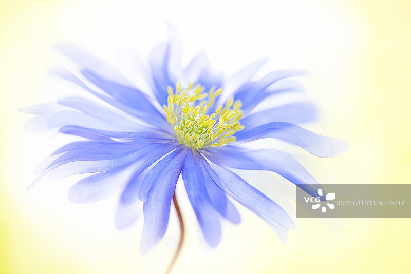 创意图像：盛开的蓝色白头翁花与漂浮花瓣特写图片素材