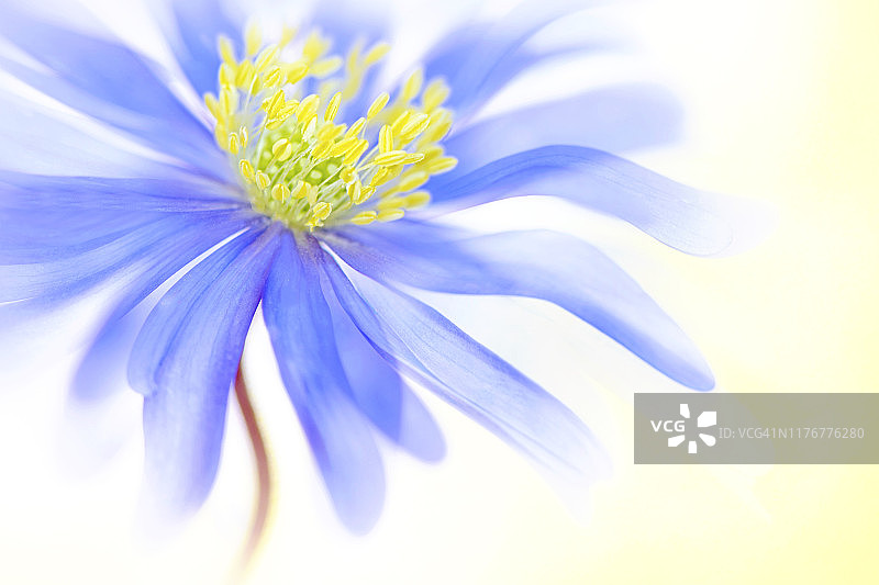 创意图像：盛开的蓝色白头翁花与漂浮花瓣特写图片素材