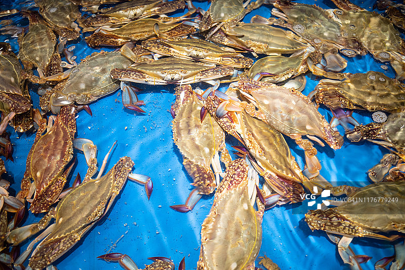 待售的游泳蟹图片素材