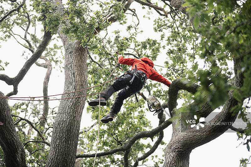 树艺师佩戴安全带工作图片素材