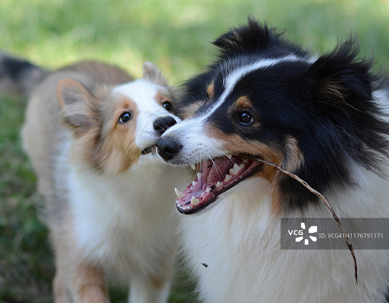 两只狗嬉戏争夺树枝图片素材