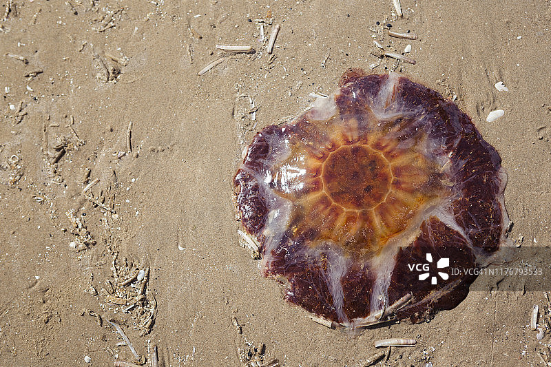 搁浅在英国海滩沙滩上的狮鬃水母图片素材
