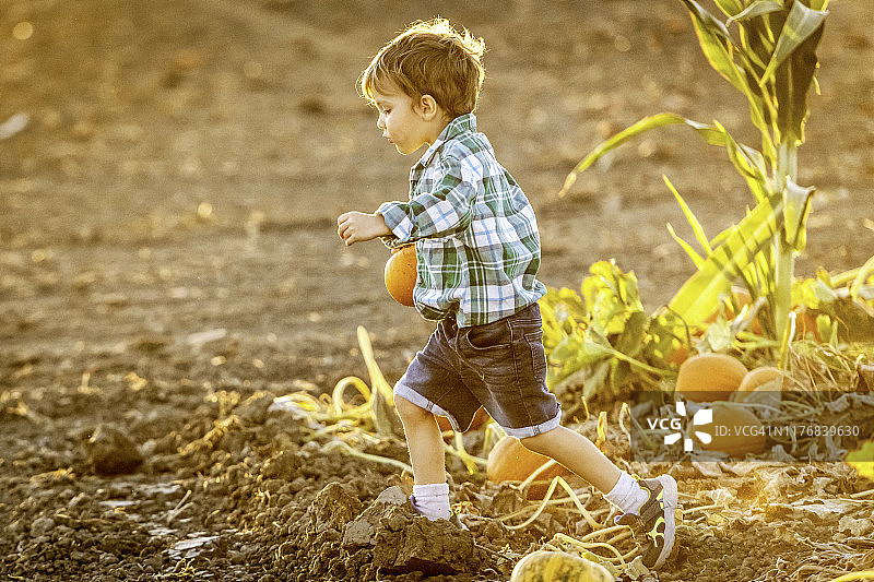 南瓜地里的儿童男孩图片素材