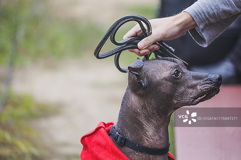 这是一种秋季流行的墨西哥狗，也叫Xolo, Xoloitzcuintli或墨西哥无毛狗，由主人用皮带牵着。图片素材