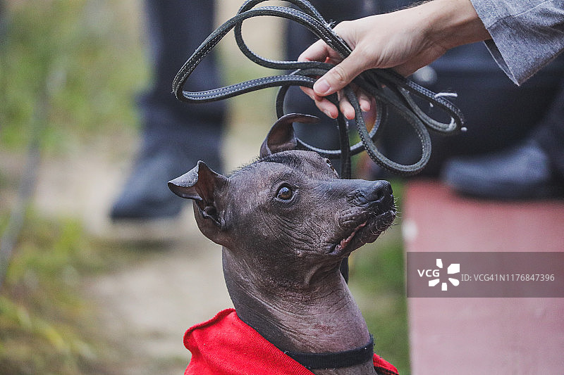 这是一种秋季流行的墨西哥狗，也叫Xolo, Xoloitzcuintli或墨西哥无毛狗，由主人用皮带牵着。图片素材
