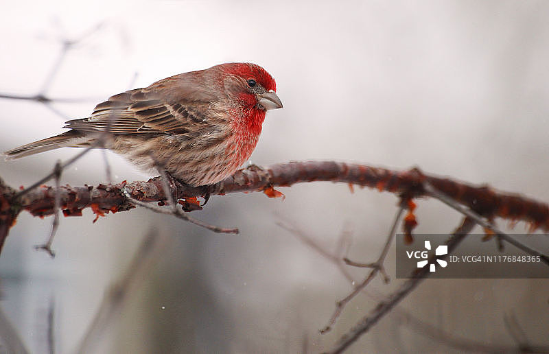 白腰朱顶雀在树枝上图片素材