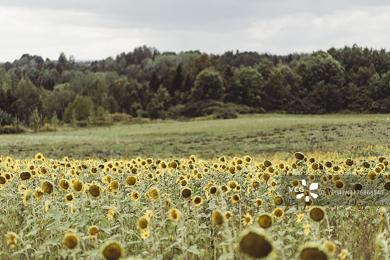 向日葵田图片素材