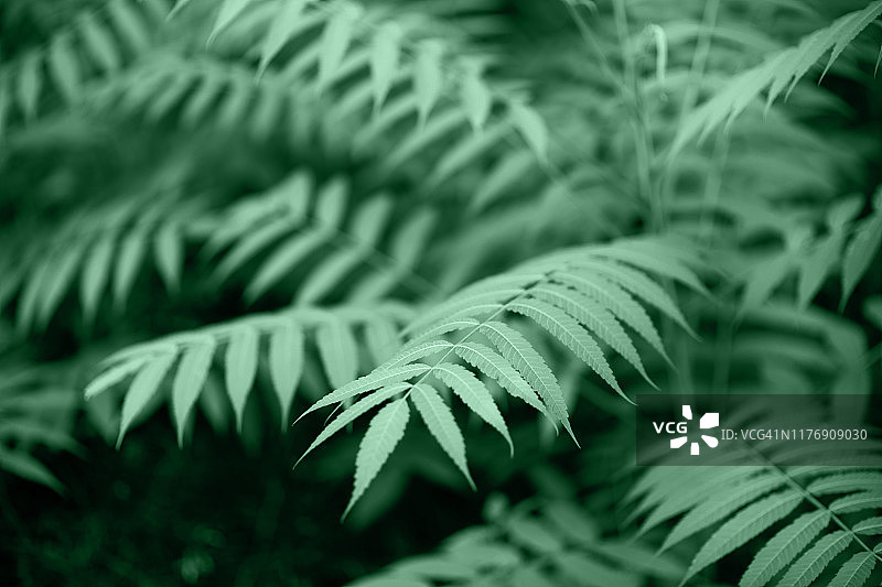 时尚薄荷绿的异域龟背竹绿叶图片素材