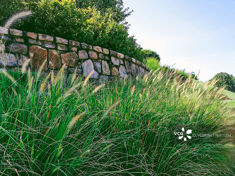 园林景观中的观赏草图片素材