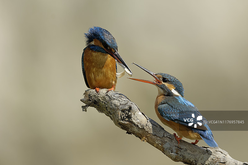 求偶中的翠鸟图片素材