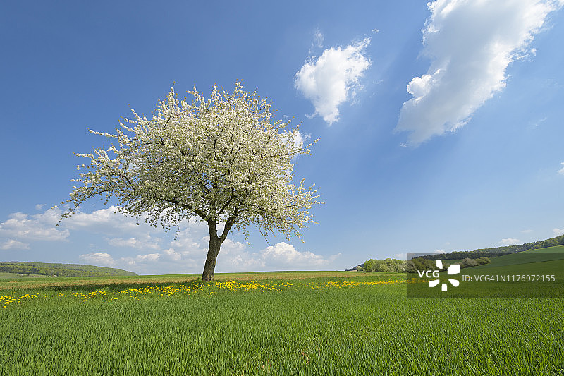 德国巴伐利亚州哈梅尔堡区巴特基辛根县区韦尔斯菲尔德春天盛开的樱桃树图片素材